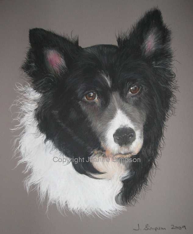 Border Collie pet portrait by Joanne Simpson.